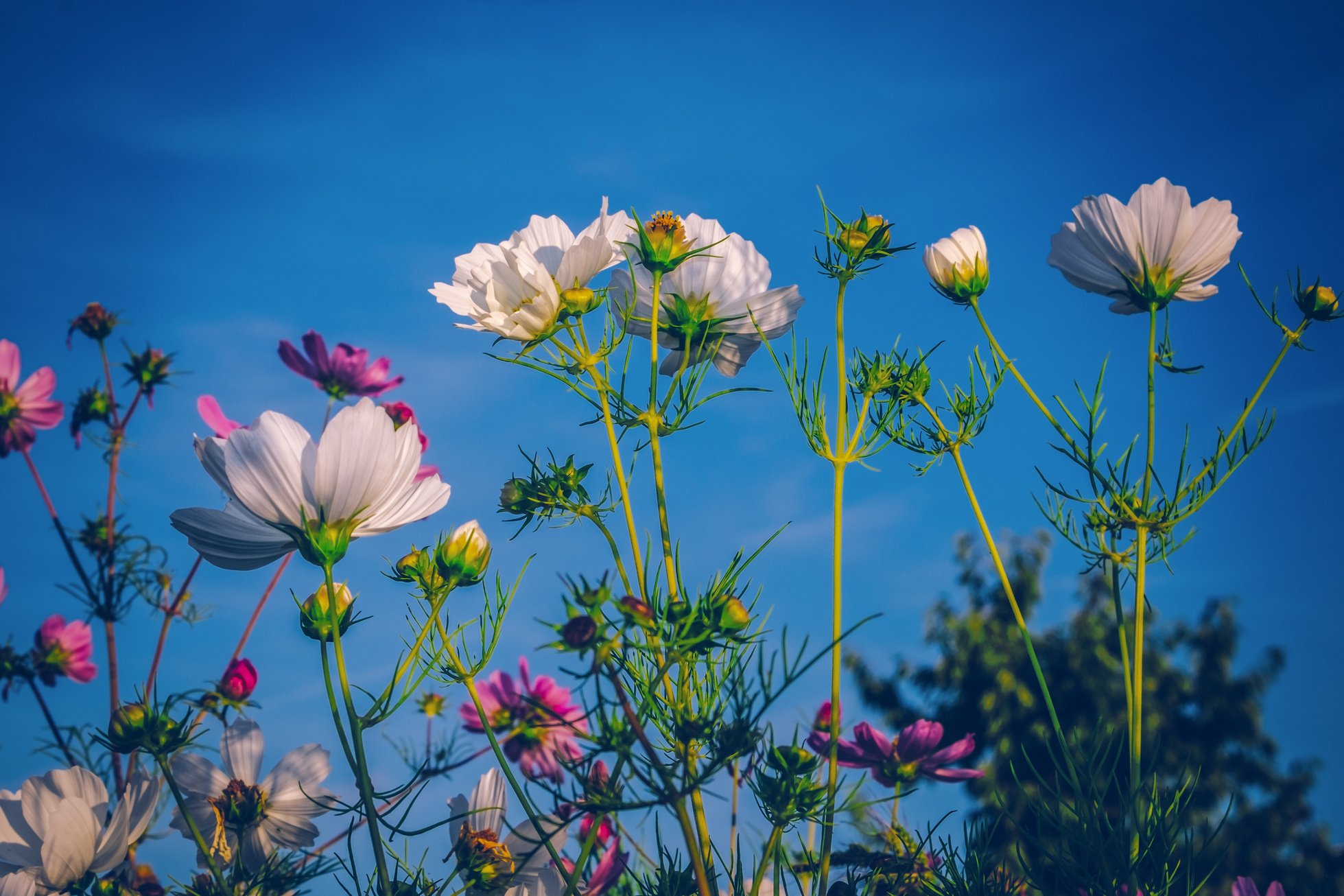 Flowers in the Garden